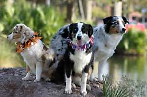 Australian shepherd dog breed picture