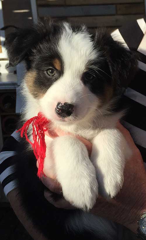 Australian Shepherd Breeders California