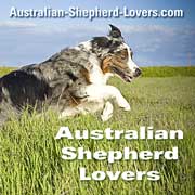 Aussies And Children - Australian-Shepherd-Lovers.com