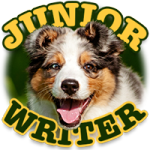 Australian Shepherd Herding