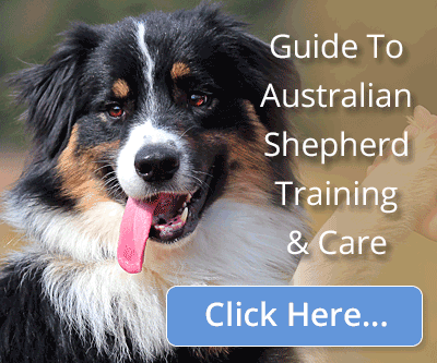 What Type Of Heartworm Medication Is Safe To Use For Aussies?