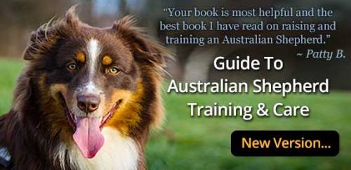 Guide To Australian Shepherd Training and Care