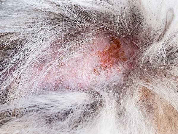 Flea Allergy Dermatitis And What To Do About It