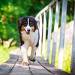 Dog Arthritis Medication For Treatment and Prevention