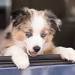 Australian Shepherd puppy leaning out of car window.