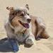 Red merle Australian Shepherd laying on sand.