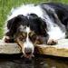 Australian Shepherd drinking water.