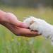 Person holding Australian Shepherd's paw.