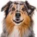 Australian Shepherd appearing to smile showing front teeth.