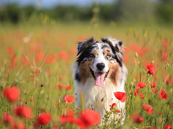 Blue merle Australian Shepherd in a field with red flowers.