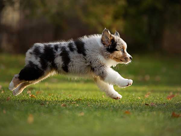 Want to Adopt an Australian Shepherd? What You Need to Know - Photo: Blue merle Australian Shepherd puppy running across grass.