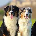 Three Australian Shepherds on grass.