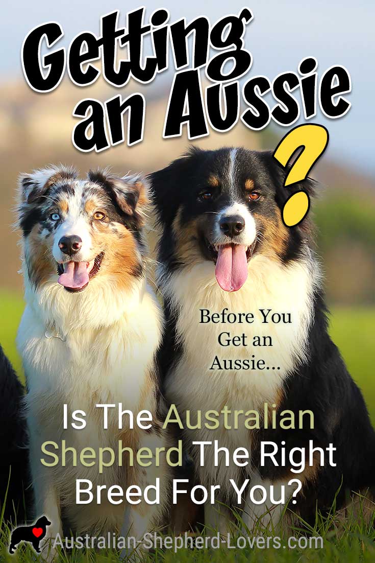 Are you getting an Australian Shepherd puppy or adopting an older Aussie? It is important that you read this before buying an Aussie and make sure that you choose the right dog breed for you. #australianshepherd #dogbreeds #dogtips #aussielovers