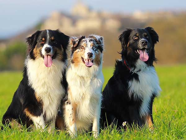 Linie Herstellung australian shepherd good family dogs Wochentags Osttimor