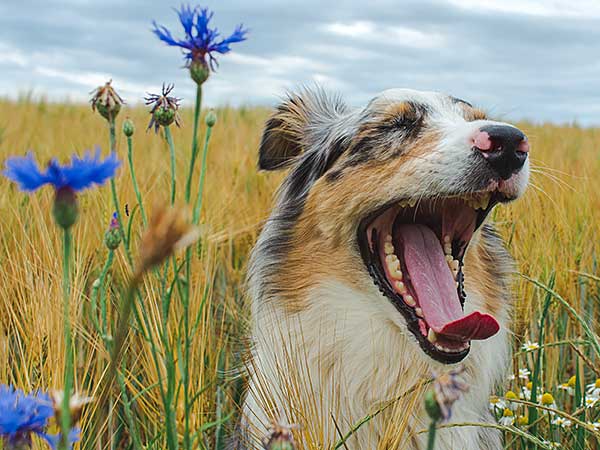 Types of Aggression in Dogs Aussie Owners Need to Know About - Photo: Close-up of a yawning Australian Shepherd on field.