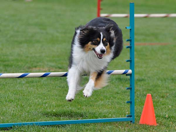 Australian Shepherd jumping over bar jump at dog agility class.