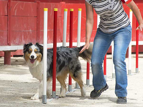 Blue merle Australian Shepherd with doing agility dog training with owner.