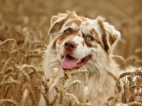 Why Choose All Natural Dog Food for Your Australian Shepherd? - Photo: Red merle Australian Shepherd in wheat field.