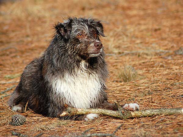Alpha Dog Training Tips - Australian Shepherds are always alert and incredibly intelligent.