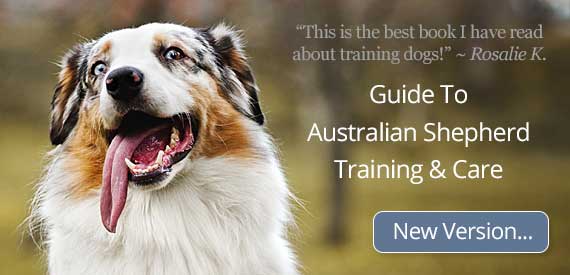 Is The Australian Shepherd The Right Breed For You?