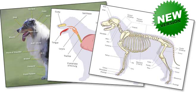 Australian Shepherd Illustrations