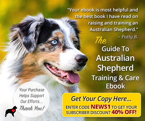Guide To Australian Shepherd Training and Care
