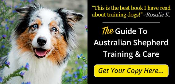 Guide To Australian Shepherd Training and Care