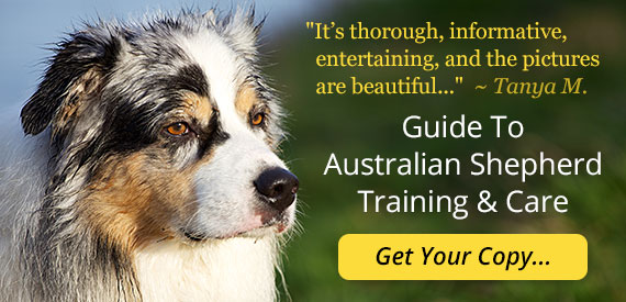 Guide To Australian Shepherd Training and Care