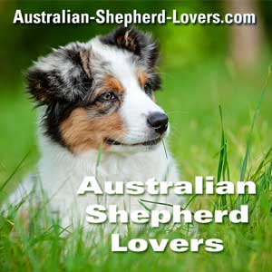 brugervejledning insekt engagement Australian Shepherd Breeders Georgia