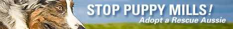 Australian-Shepherd-Lovers.com - Stop Puppy Mills - Adopt a Rescue Aussie