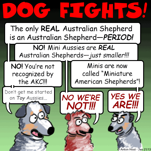 Australian Shepherd vs Mini Australian Shepherd Cartoon