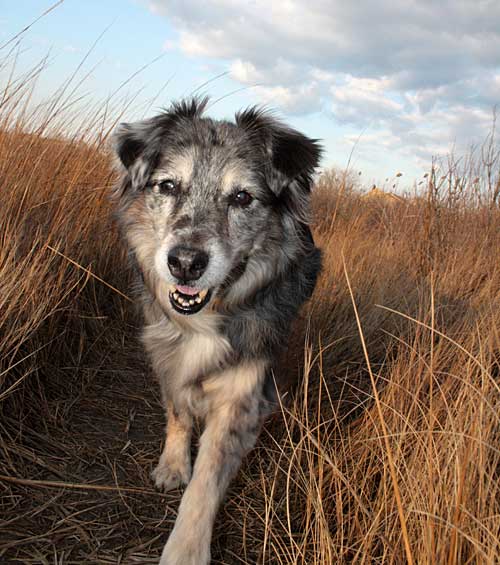 Australian Shepherd Dog Photo of the Month