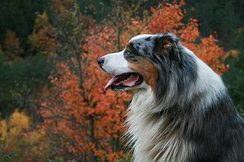 Australian Shepherd Dog Photo of the Month
