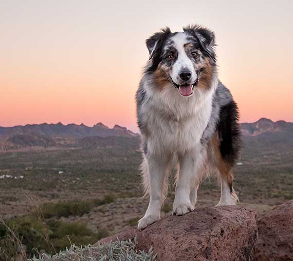 Australian Shepherd Dog Photo of the Month