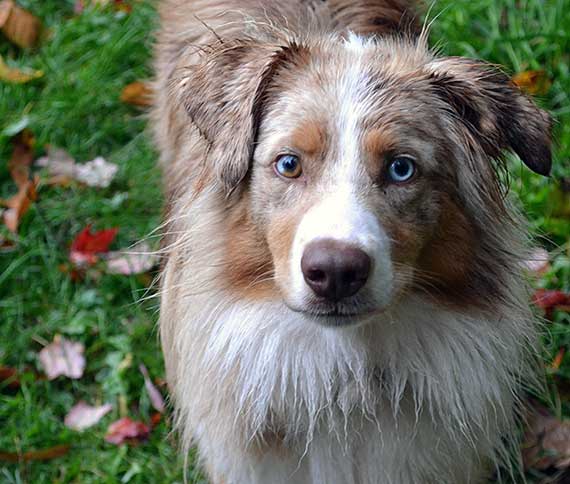 Australian Shepherd Dog Photo of the Month