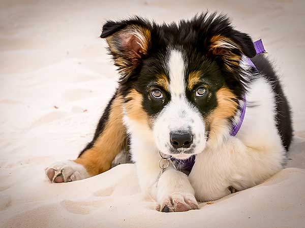 Australian Shepherd Dog Photo of the Month
