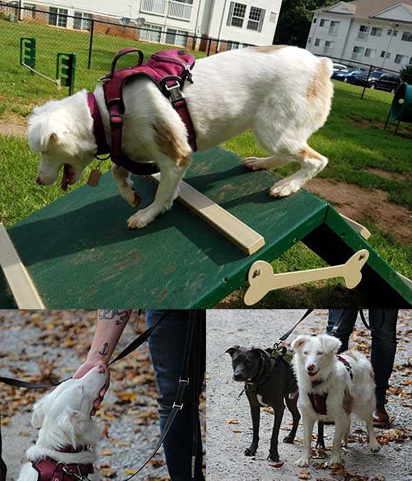 Australian Shepherd Dog Photo of the Month