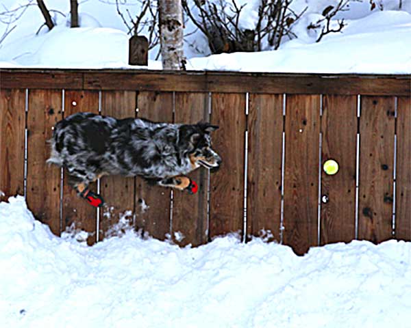 Australian Shepherd Photo of the Month — Photo: Chris Kelly, Aussie: Jacob — Visit the site for all things Aussie from training to puppy care tips, from dog nutrition and health tips to Aussie artwork and cartoons—and more. #australianshepherd #dogphotography #aussie #aussielovers