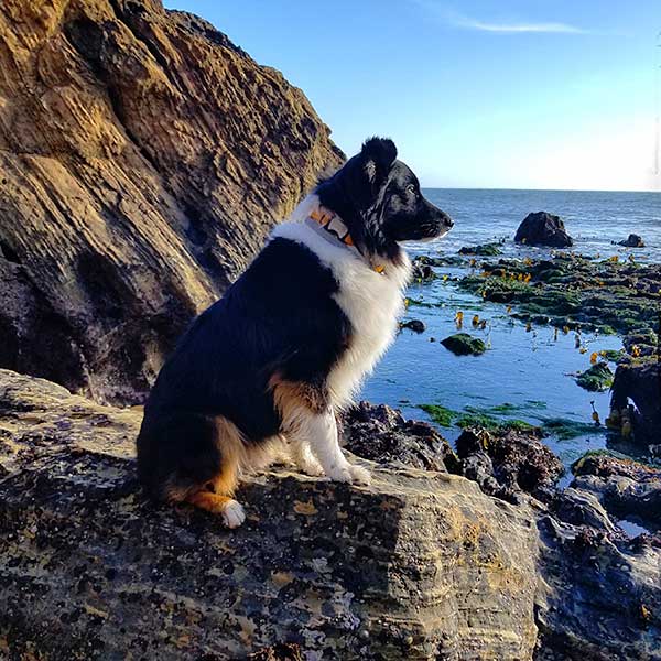 Australian Shepherd Photo of the Month — Photo: Rick Russell, Aussie: Bear — Visit the site for all things Aussie from training to puppy care tips, from dog nutrition and health tips to Aussie artwork and cartoons—and more. #australianshepherd #dogphotography #aussie #aussielovers
