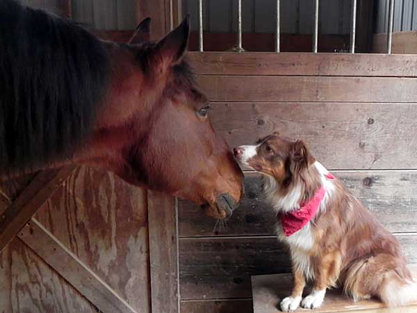 Australian Shepherd Photo of the Month — Photo: Ann Taylor, Aussie: Ginger — Visit the site for all things Aussie from training to puppy care tips, from dog nutrition and health tips to Aussie artwork and cartoons—and more. #australianshepherd #dogphotography #aussie #aussielovers