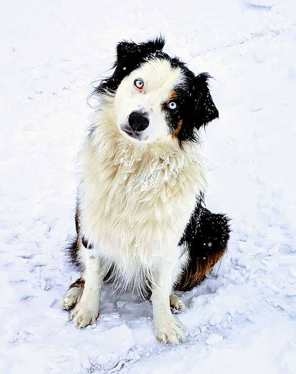 Australian Shepherd Photo of the Month — Photo: Doug Kelley, Aussie: Gracie — Visit the site for all things Aussie from training to puppy care tips, from dog nutrition and health tips to Aussie artwork and cartoons—and more. #australianshepherd #dogphotography #aussie #aussielovers