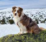 Australian Shepherd Photo of the Month