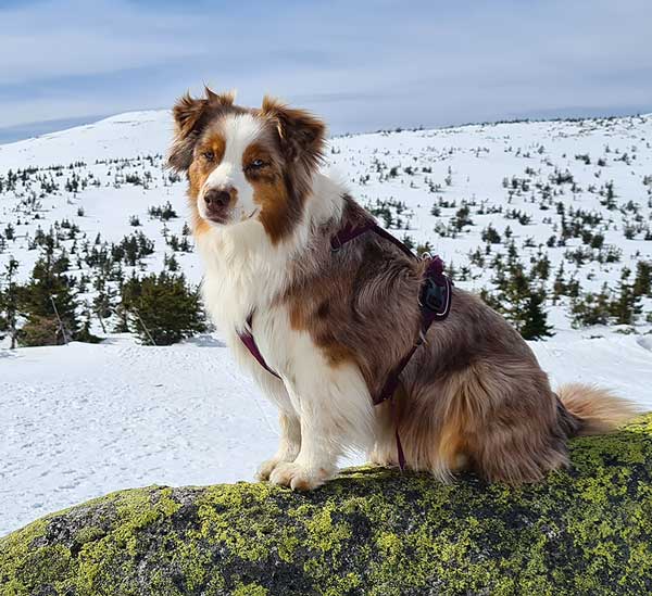 Australian Shepherd Photo of the Month — Photo: Dr. Petr Košik, Aussie: Heila — Visit the site for all things Aussie from training to puppy care tips, from dog nutrition and health tips to Aussie artwork and cartoons—and more. #australianshepherd #dogphotography #aussie #aussielovers