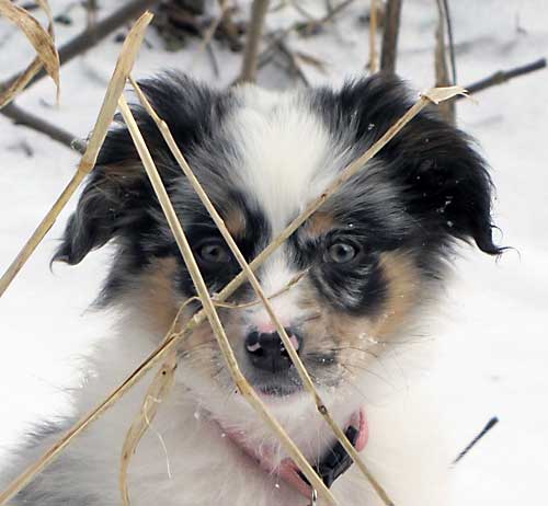 Australian Shepherd Dog Photo of the Month