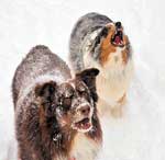 Australian Shepherd Photo of the Month