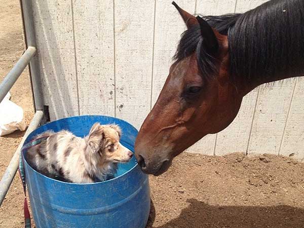 Australian Shepherd Dog Photo of the Month