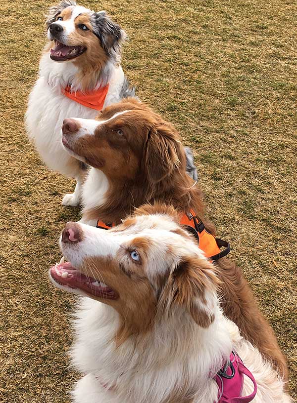 Australian Shepherd Photo of the Month — Photo: Della, Aussies: Lily, Maggie, and Daisy Mae — Visit the site for all things Aussie from training to puppy care tips, from dog nutrition and health tips to Aussie artwork and cartoons—and more.
#australianshepherd #dogphotography #aussie #aussielovers