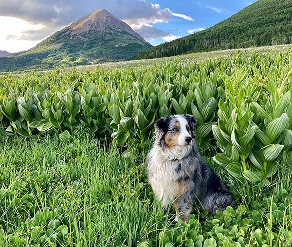 Australian Shepherd Photo of the Month — Photo: Jeff Irwin, Aussie: Sophie — Visit the site for all things Aussie from training to puppy care tips, from dog nutrition and health tips to Aussie artwork and cartoons—and more. #australianshepherd #dogphotography #aussie #aussielovers
