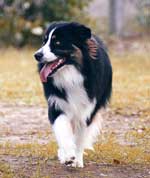 Australian Shepherd Photo of the Month