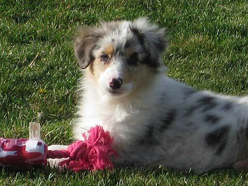 Australian Shepherd Dog Photo of the Month